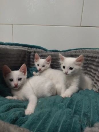 Chats angora Turk 50 jours