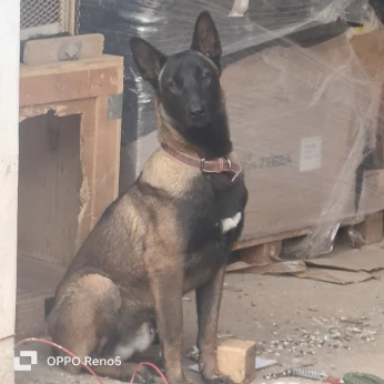 Malinois de 11 mois pure race