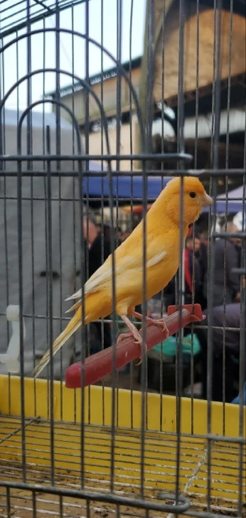Femalle canari smet