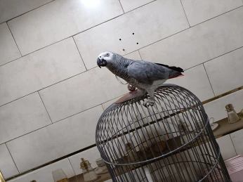 Peroqet gris de Gabon