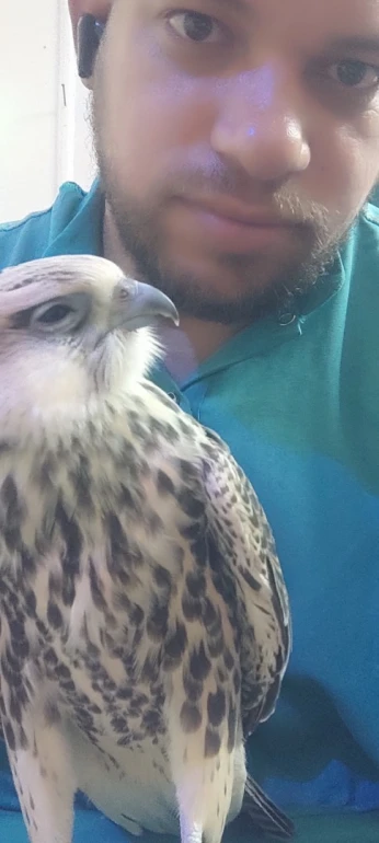 صقر شاهين ازرق حر