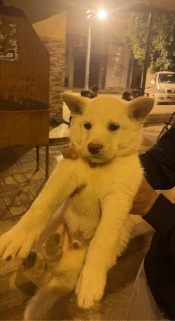 Husky blanc