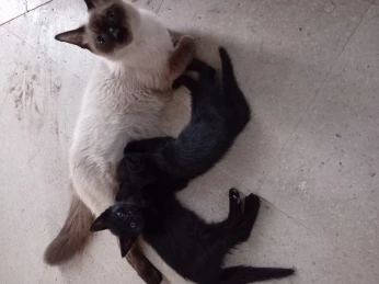 Chatons noir issu d'une siamois