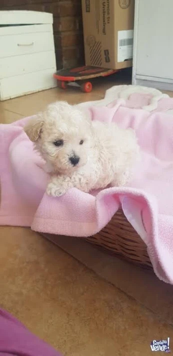 Caniche