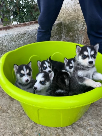 Husky chiot bébé