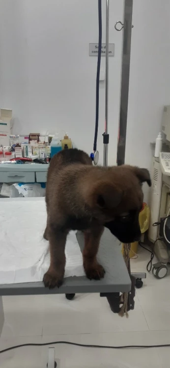 Bergers Belge Malinois