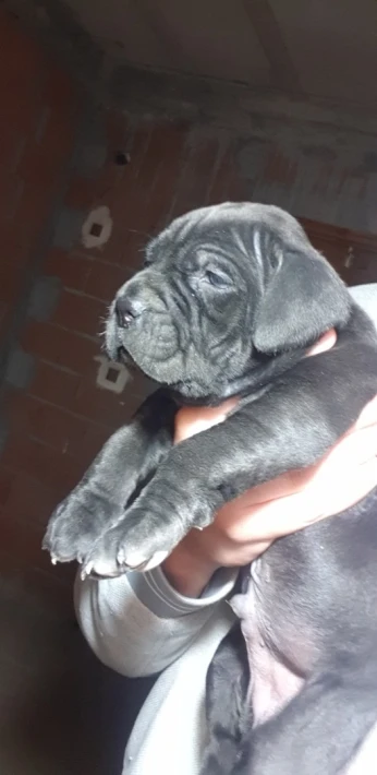 Canecorso