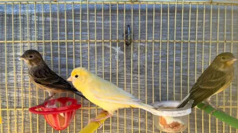 Canari frokha