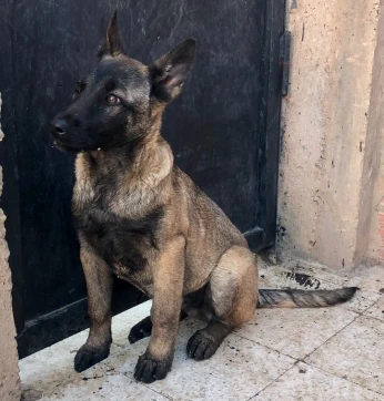 Chienne malinois