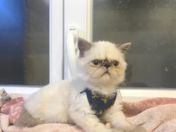 Chat Persan Himalayan 