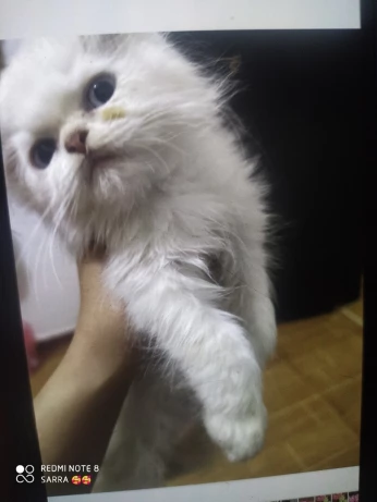 Chat persan , chat chirazi