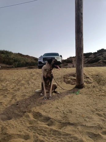 Kangal