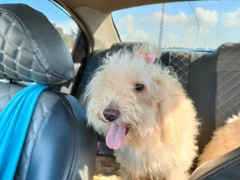 Bichon