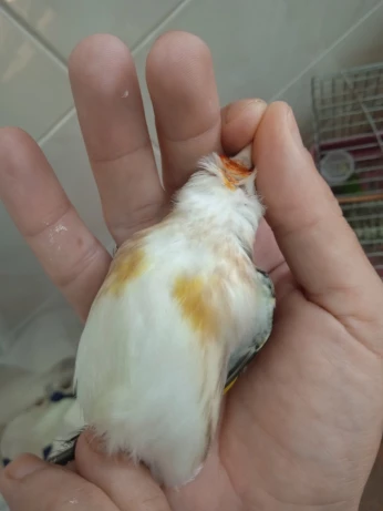 Chardonneret mutation