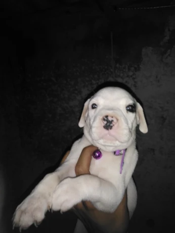Dog argentin