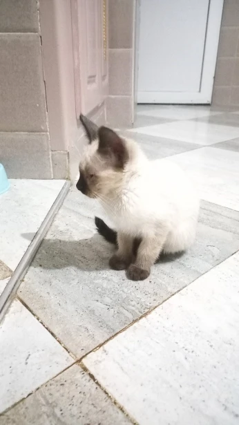 Chat Siamois 1mois et demi - 2mois 