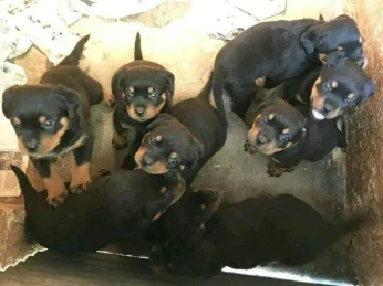 Rottweiler serbie