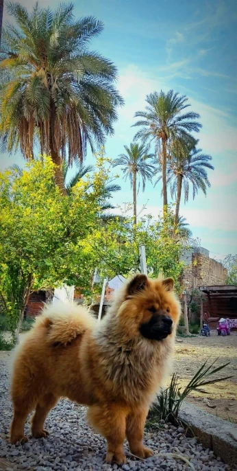 Chowchow