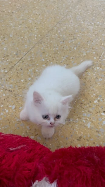 Chat person