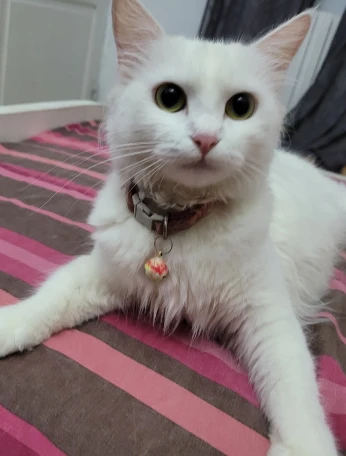 Chat angora