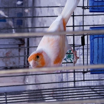 Canari
