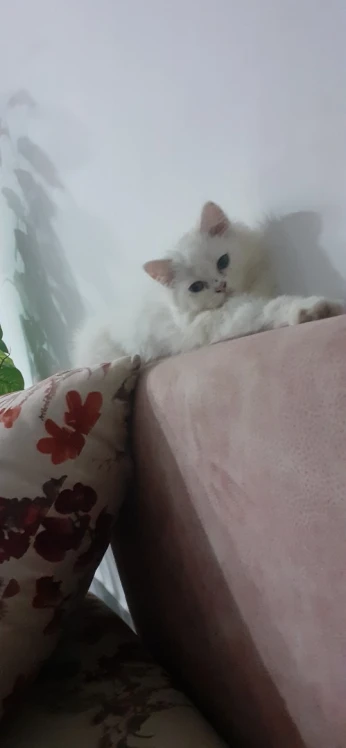 chat parsan avendre