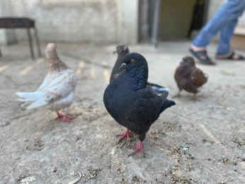 حمام