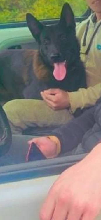 Chien berger et malinois