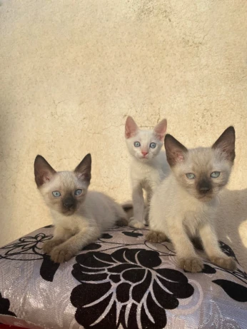 Chaton siamois