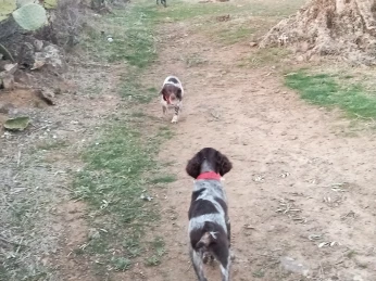 Chiots de chasse