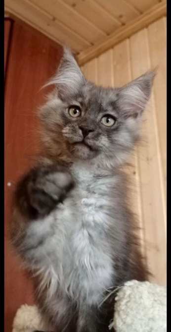 Maine coon