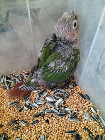Conure ananas