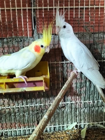 Couple Calopsitte كالوبسيت