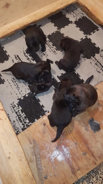 une femelle malinois top de top à vendre avec ses chiots