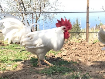 بيض ليجهورن Leghorn