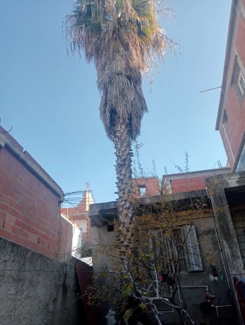 Vente palmier type Washingtonia 9 mètres de longueur