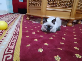 chat femelle siamois