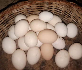 بيض طبيعي bio
