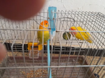 Inseparable