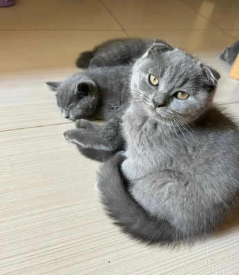 British et scottish shorthair