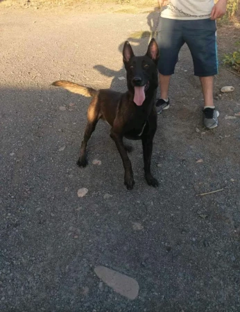 Malinois charbonné mal et femelle