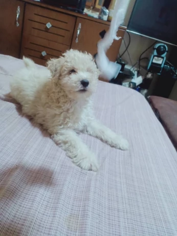 Caniche bichon frisé de race pure
