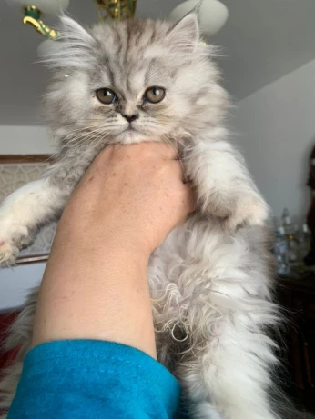 Chat persan chenchila silver schad âgé 2 mois