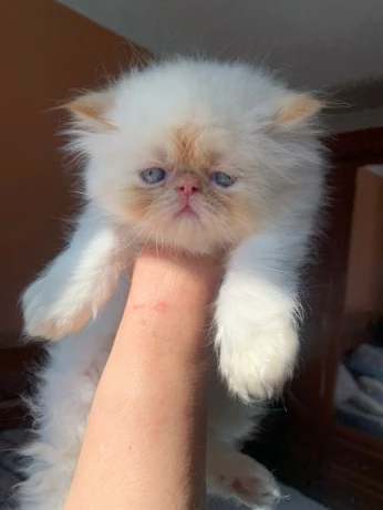 Chat persan himalaya pure race mal et femmelle à très bon prix