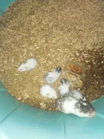 hamster