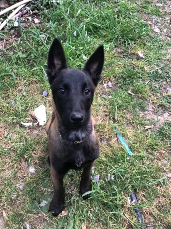 Malinois charbonner