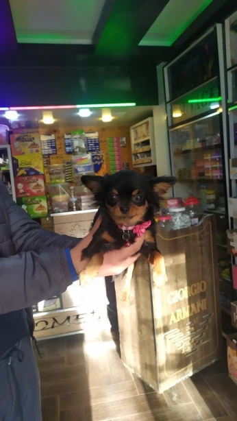 Chien chiwawa