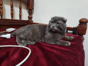 Chat scottish flod adulte bonne santé