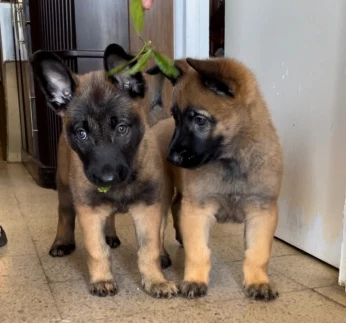 Malinois la pure race des chiots a vendre 