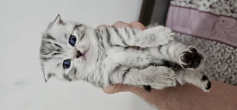 Des Chatons Scottish fold et British Shorthair Silver Teddy Pure race
